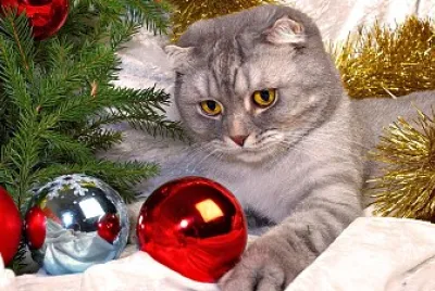 Gato navideÃ±o jigsaw puzzle