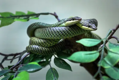 Cobra