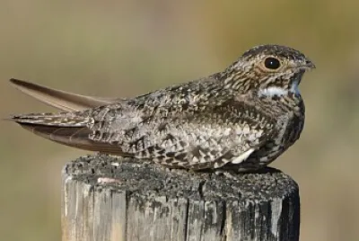 Common Nighthawk