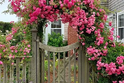 flores