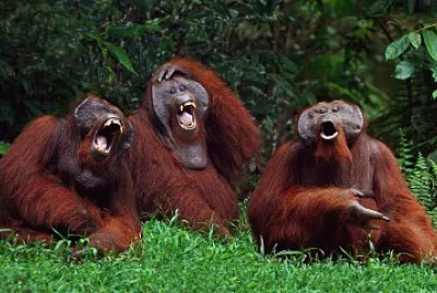 Orangutans, Your Three Crazy Aunts jigsaw puzzle