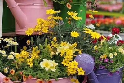 flores