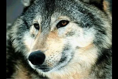 loup