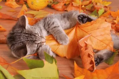Autumn Scenes