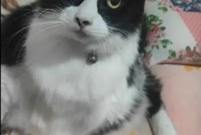 Animal
