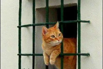 ventana