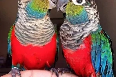 parrot