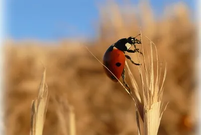Coccinelle