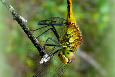 Grande libellule jaune sympetrum vulgatum