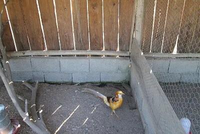 פאזל של Faisão Dourado