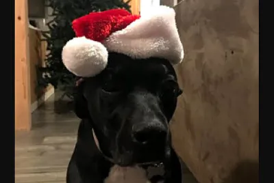 a cute dog in a christmas hat