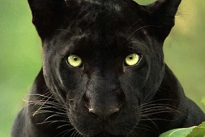 Animal puzzle