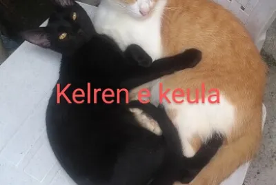 Meus amores