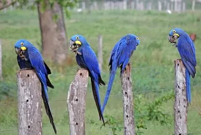guacamaya jigsaw puzzle