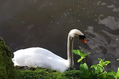 hola