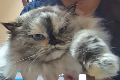 Kiki