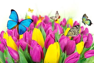Flowers and Butterflies