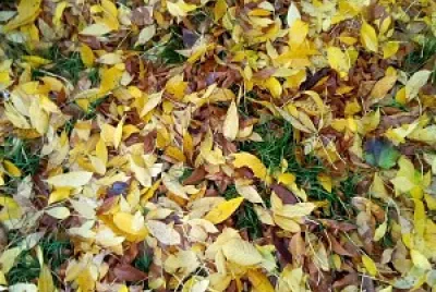 OtoÃ±o