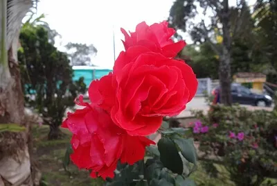FLOWERS
