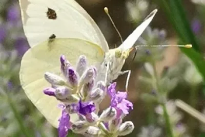 Papillon