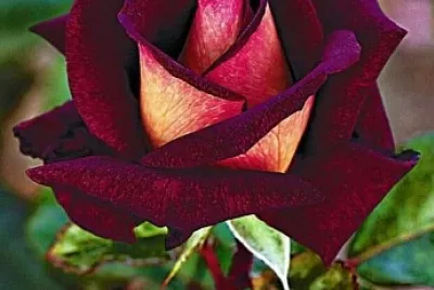 Rose Bordeaux