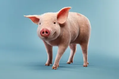 Cerdo