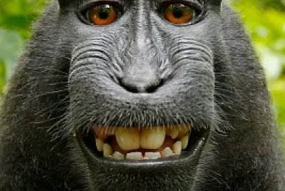Monkey Funny