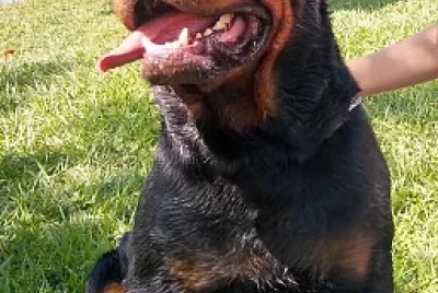 Rottweiler