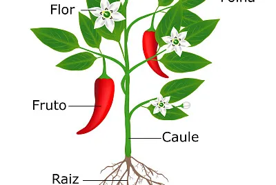 partes de uma planta- METAFITA