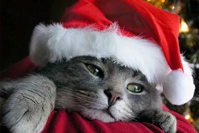 Gatinho