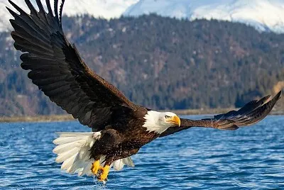 AGUILA MARINA