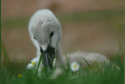 Bébé Cygne