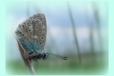 Papillon