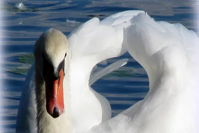 Cygne