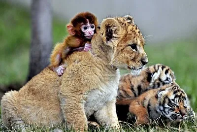 LION jigsaw puzzle