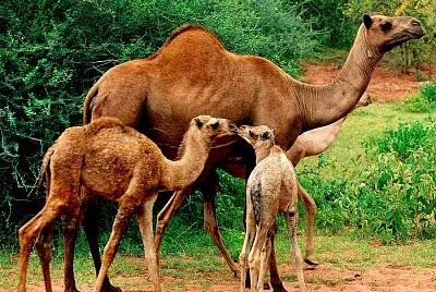 CAMEL jigsaw puzzle