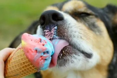 Perrito comiendo un helado jigsaw puzzle