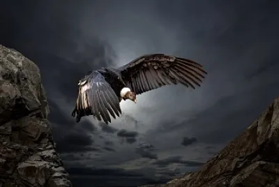 CONDOR
