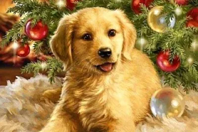 perro