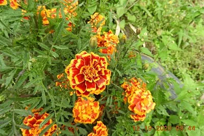 FLOWERS jigsaw puzzle