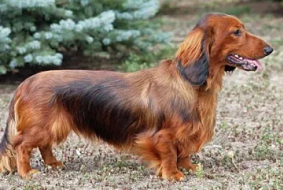 Dachshund