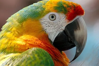 loro