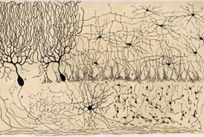 Cells of Chick Cerebellum