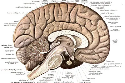 Sobotta 1908 Human Anatomy