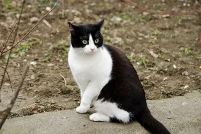 Chat  "cucu " jigsaw puzzle