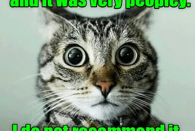 in-sanity lol cat