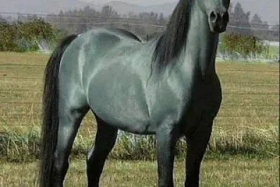 פאזל של cheval