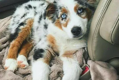 פאזל של chien