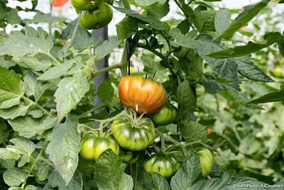 tomate jigsaw puzzle