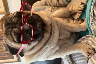 rhum the pug